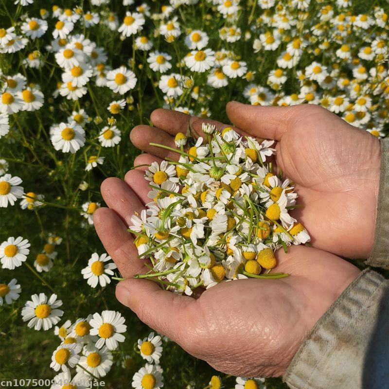 100% Natural Chamomile Dried F - Candle Making And Perfume review and price